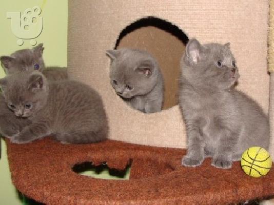 PoulaTo: 4 British Shorthair μπλε γατάκια